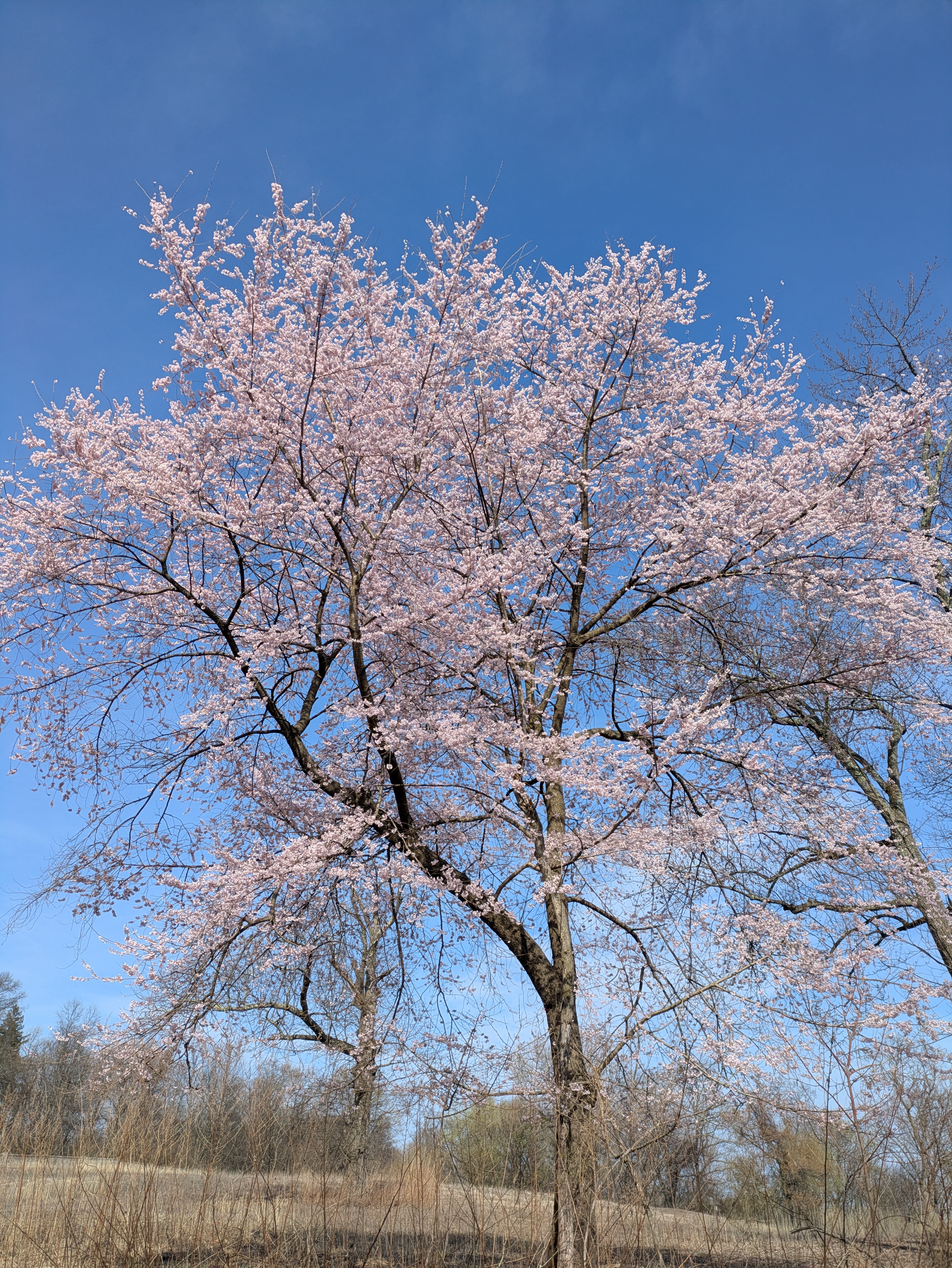 cherry blossom