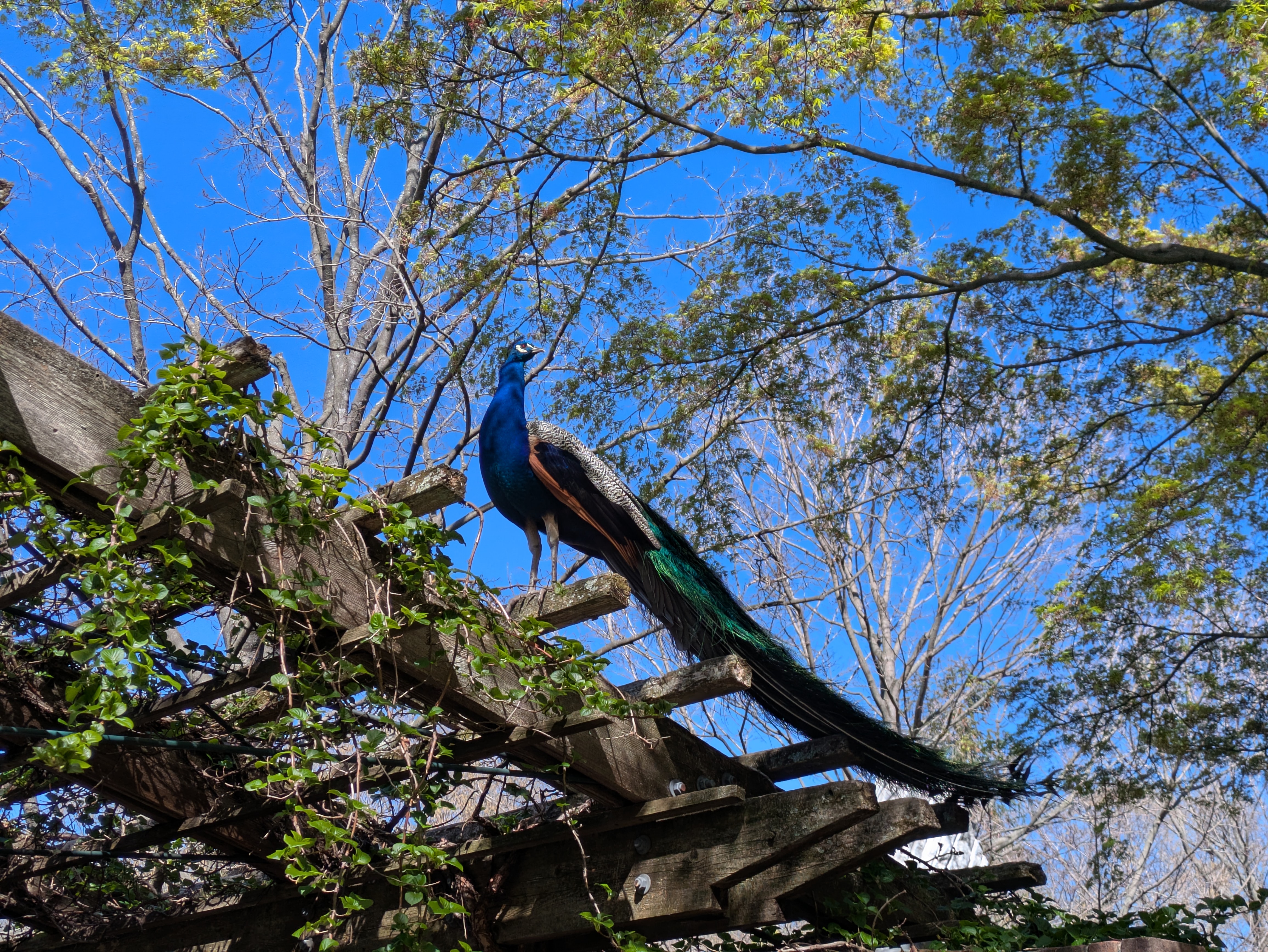 Peacock in the gardens