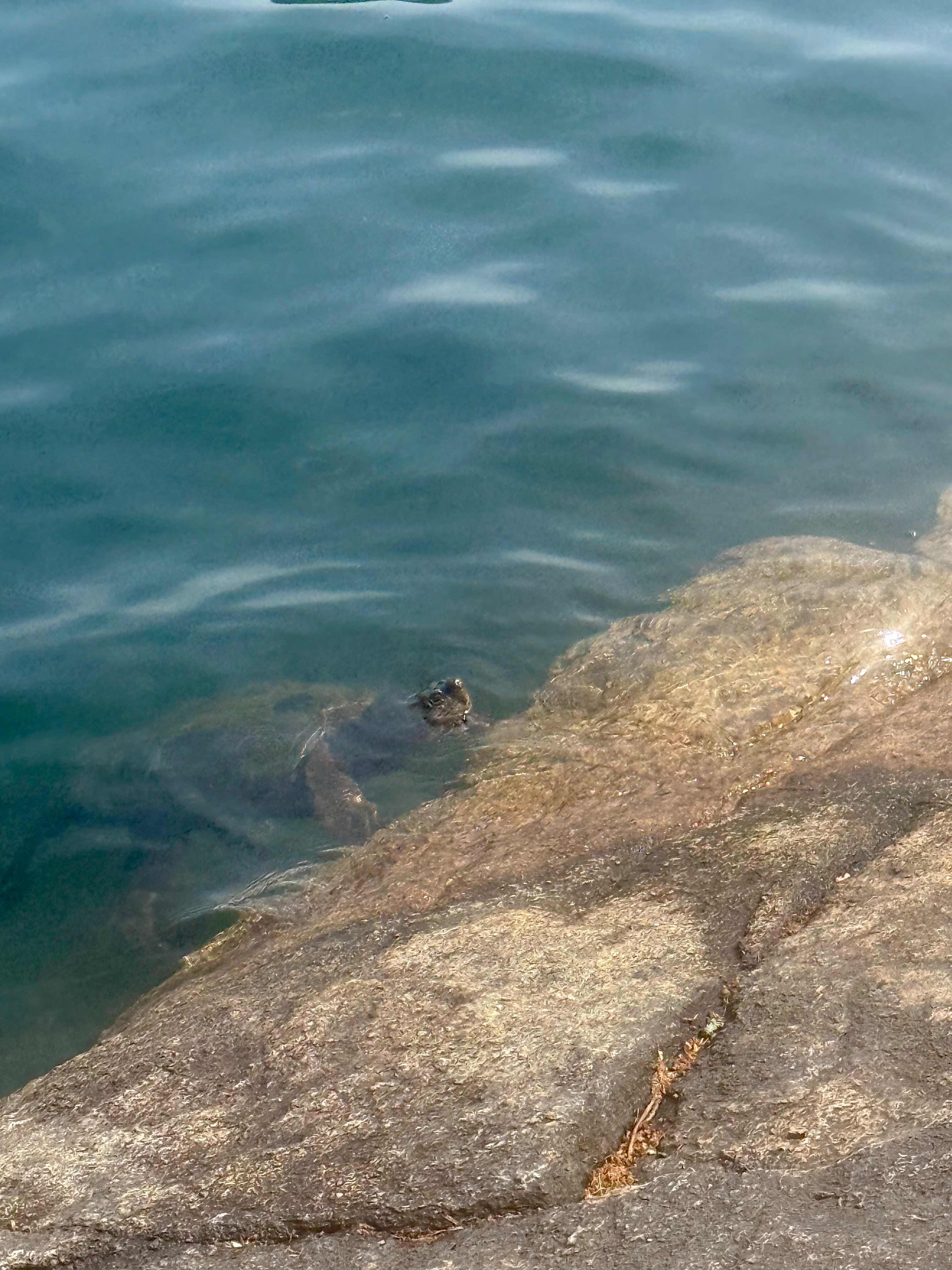 lake guardian